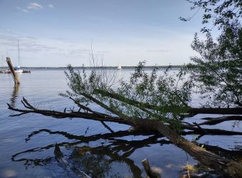 Am Müggelsee, nahe dem Ende der Wanderung